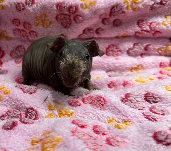 Skinny morče, sameček s PP - 4