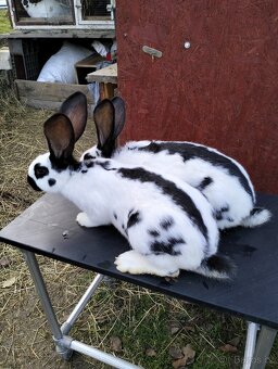 Německý strakač - 4