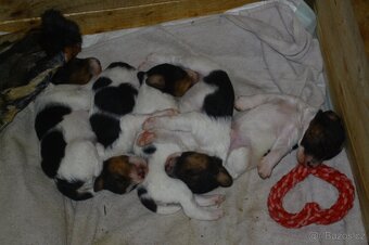 Foxterier drsnosrstý - 4