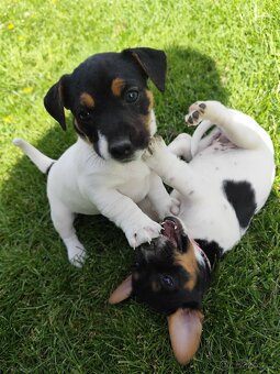 Jack Russel teriér - 4