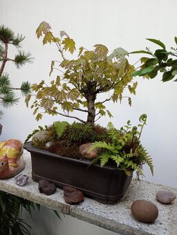 Javor mléč (Acer platanoides) bonsai - 4