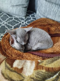 Cornish rex koťátka - 4