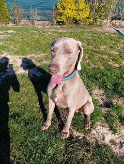 Výmarský ohař k adopci - 4