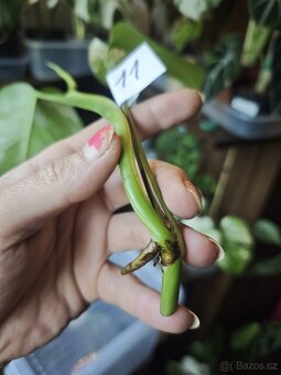 Monstera alba č.11 - 4