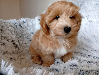 Maltipoo - inzerát platný do zmazania - 4