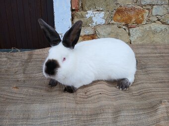 Kalifornsky černý - 4