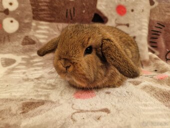 Zakrslý beránek - minilop - 4