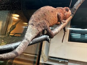Chameleon Pardali - 4
