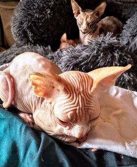 Kanadský sphynx tří měsíční kocourky - 4