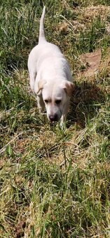 Fenka labrador - 4