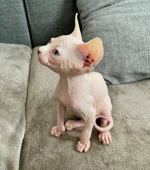 Sphynx kocourek - 4