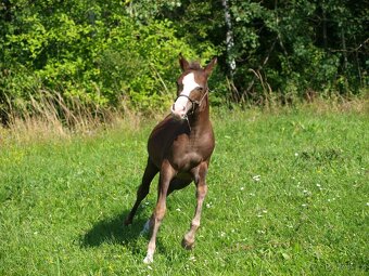 Klisnička Welsh pony, sekce B na prodej - 4