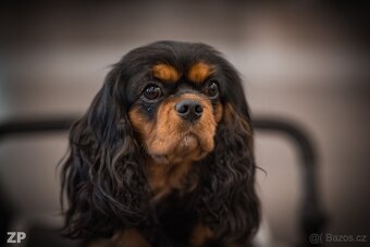 Kavalír king charles spaniel - štěňátka - 4