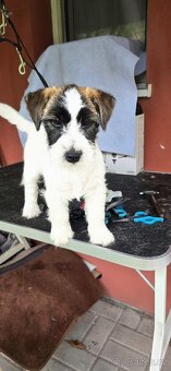 Jack Russell terrier - 4