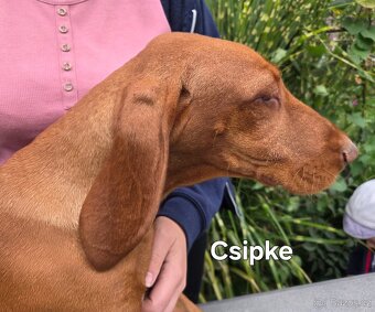 Maďarský drôtosrstý stavač-ohař - 4