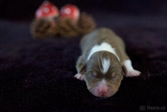 Miniaturní americký ovčák s PP (FCI) - 4