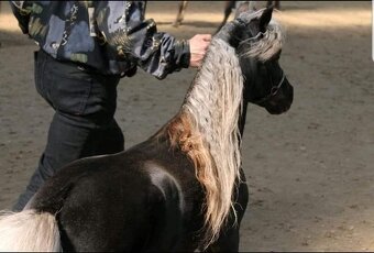 J.S Chalengers Loverboy - připouštění minihorse klisen - 4