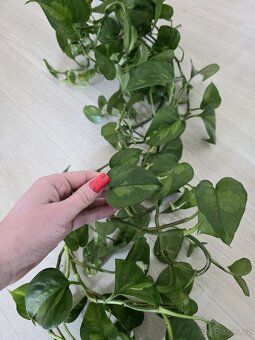 Epipremnum / Potos - 4x marble, snow queen, global, neon - 4