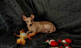 Americký bezsrstý teriér s PP /FCI/ - 4