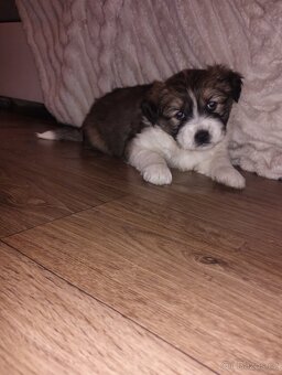 Prodám štěňátko středního vzrůstu - 4