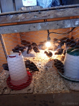 VELSUMKA ZDROBNĚLÁ REZAVĚ KOROPTVÍ - 4