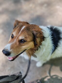 BASTY K ADOPCI - milý vděčný mazel, vhodný k dětem - 4