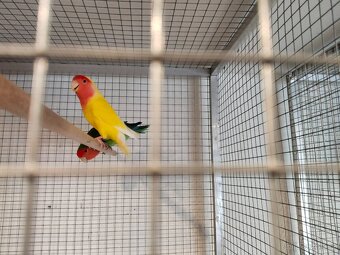 Agapornis Roseicolis - 4