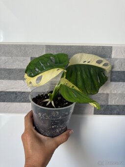 Monstera Adansonii Japanese Tricolor - 4