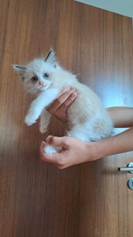 Koťátka Ragdoll - 4