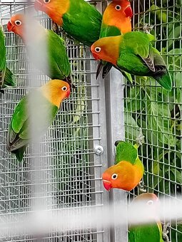 AGAPORNIS FISCHERI - rok 2025 - 4