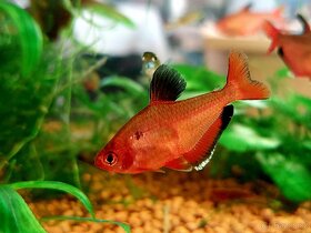 Endlerka (Poecilia wingei) - 4