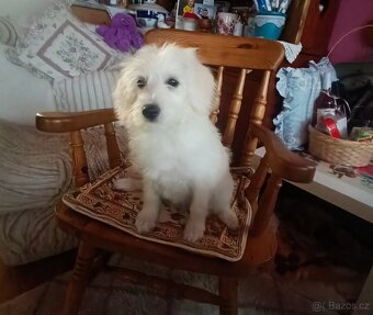 Maltézský psík - 4