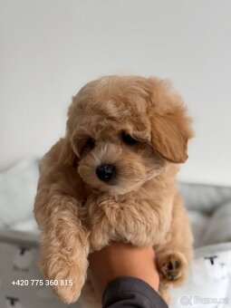 Maltipoo f1 - 4