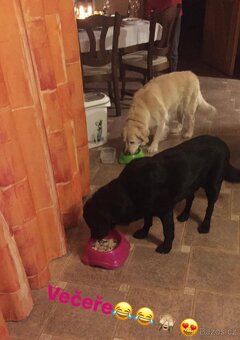 Nabízíme hlídání psů - 4