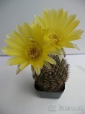 Kaktusy a sukulenty - 4