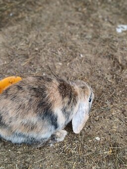 Prodám zakrslého beránka - samičku - 4
