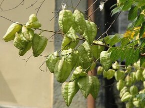 Svitel latnatý - Koelreuteria paniculata 10 semen 50 Kč - 4