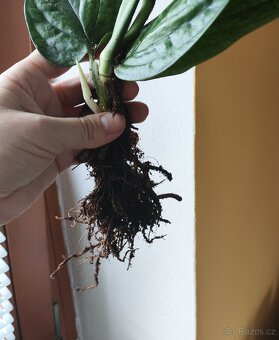 Monstera karstenianum Peru - 4