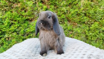 Zakrslý beránek, králíček, králík - PATRIK - 4