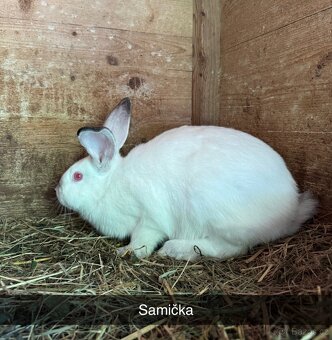 Samičky a samec - 4