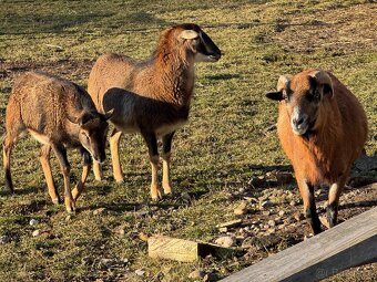 Kamerunské ovce - 4