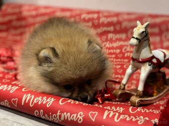 Pomeranian s pp FCI - 4