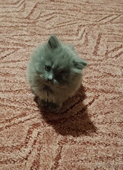 Britská koťátka - 4