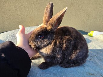 Králík Rex k odběru 5.1. - 4