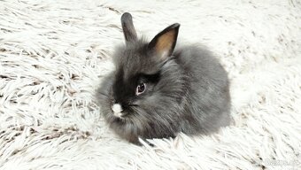 Zakrslý králík, králíček - HOLLY - 4