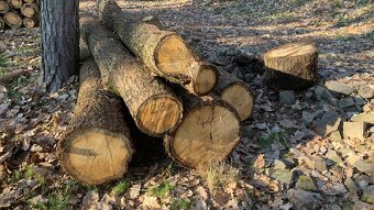 Dubová kulatina - 4