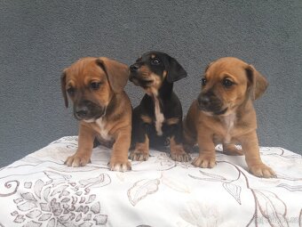 Jezevčík trpasliči - 4