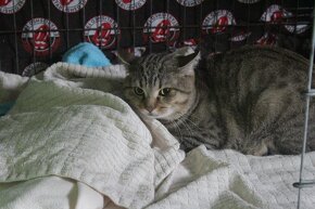 Dva postižení kočičí bráškové hledají společný domov - 4
