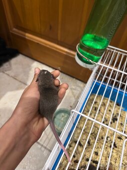 Potkani mláďata dumba - 4