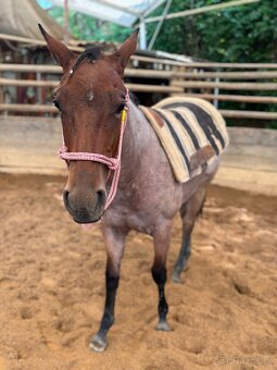 Roční klisna QH barvy Bay Roan - 4